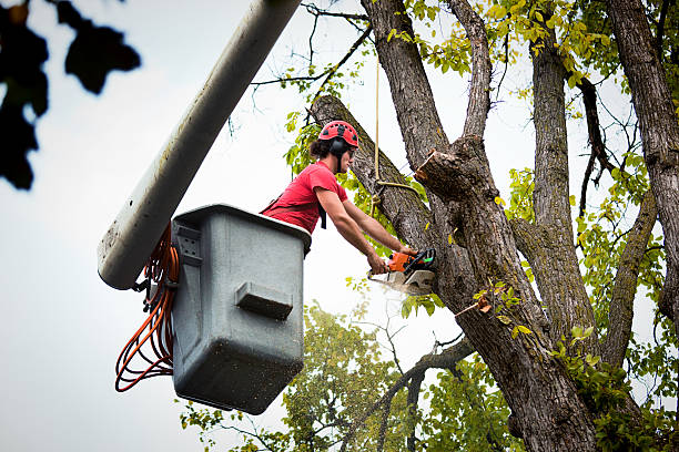 Tree Health Inspection in Pittsburgh, PA